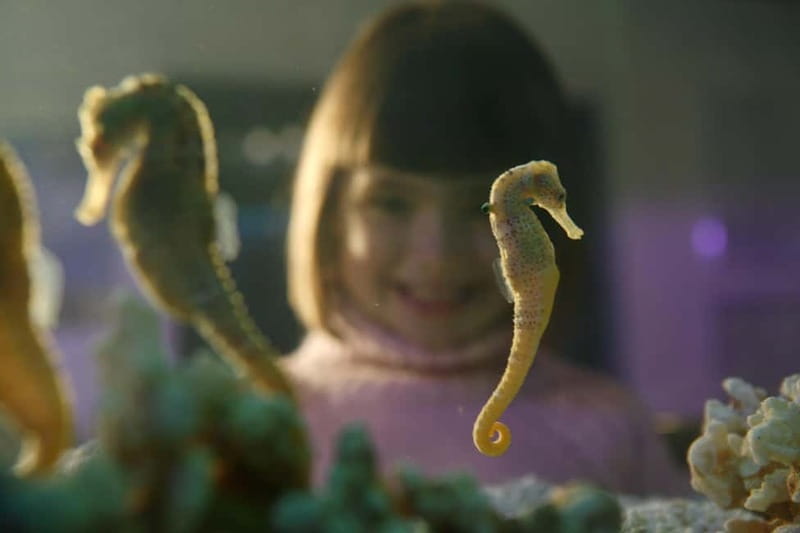 Munich: Day Ticket to Sea Life - FAQ