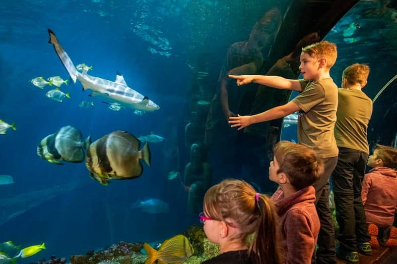 Munich: Day Ticket to Sea Life - Animal Crossing: New Horizons May–June event with Aurora, Octavious, and Tom Nook