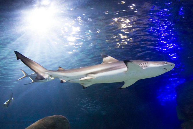 SEA LIFE Munich Admission Ticket - Family-friendly details: the pirate trail and kid-focused flow