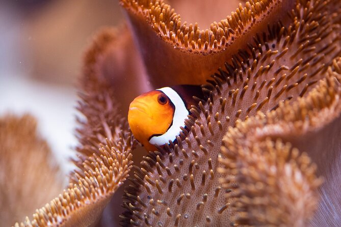 SEA LIFE Munich Admission Ticket - Price and value: $28.91 per person, and what makes it worth it